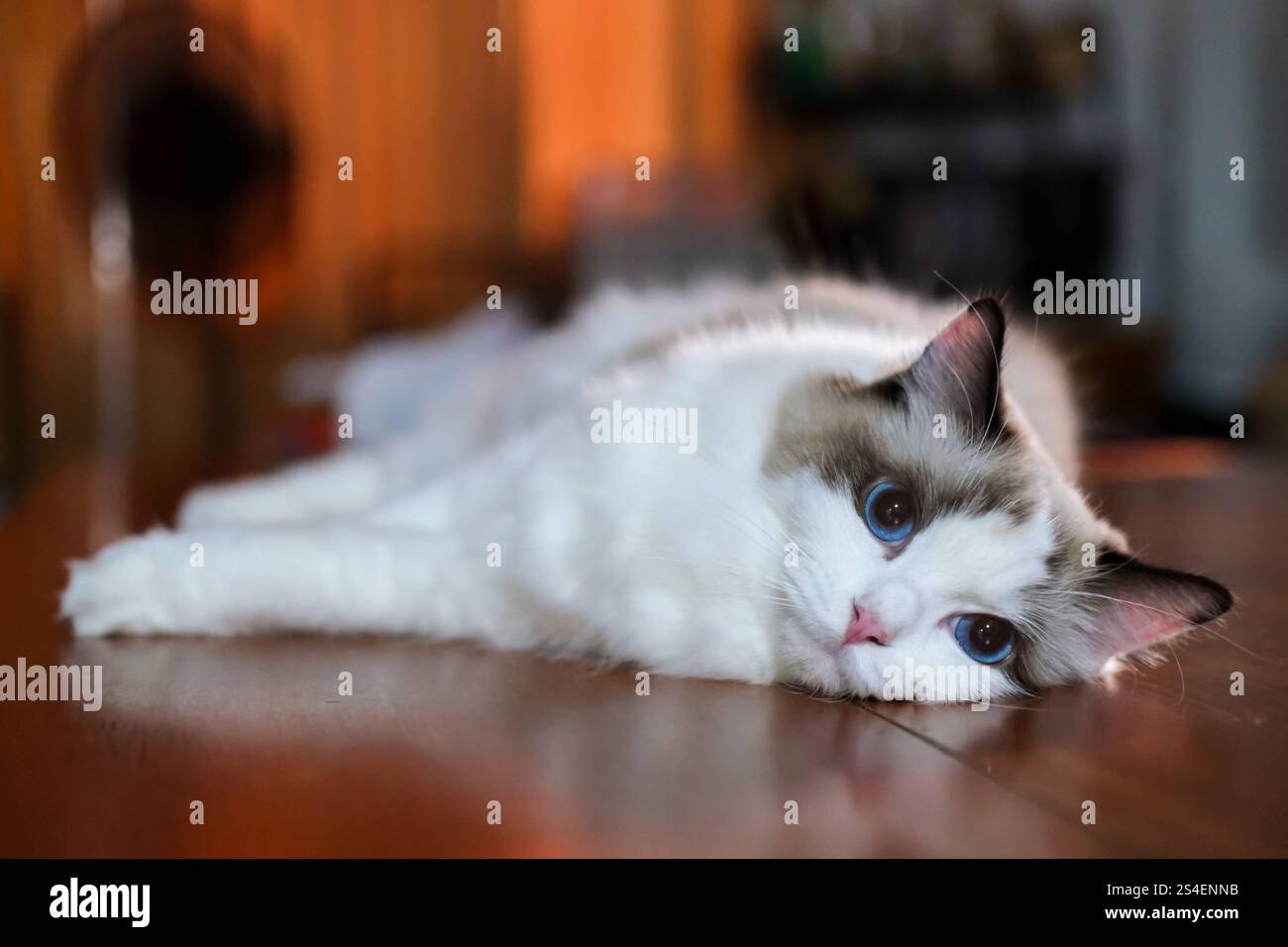Cute Ragdoll cat lying on the wooden floor, looking into the camera Stock Photo