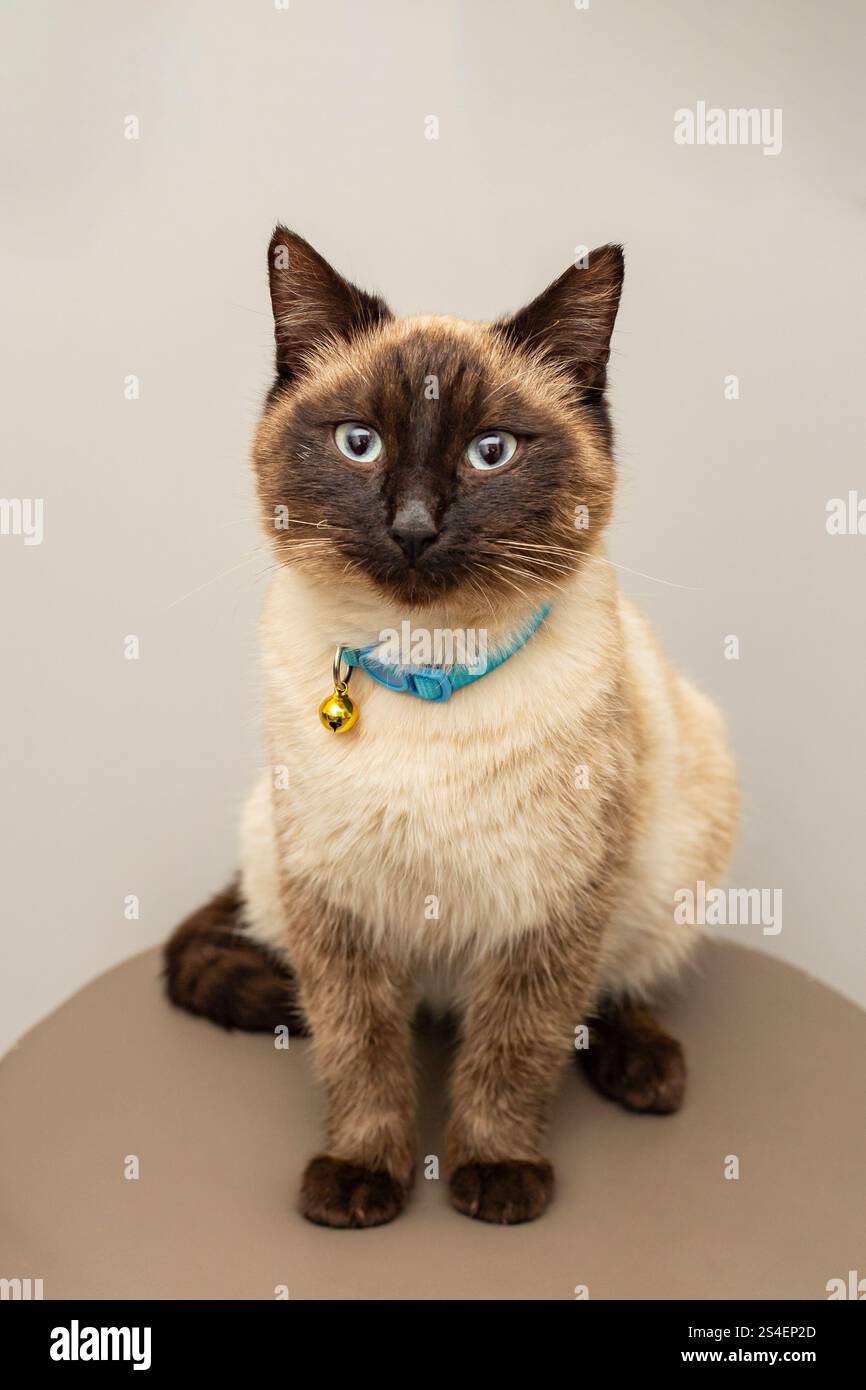 Cute Siamese cat sitting on leather chair, on gray wall background Stock Photo