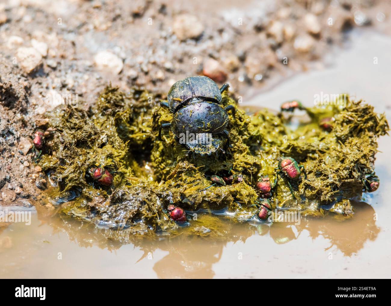 Rhinoceros beetle south africa hi-res stock photography and images - Alamy