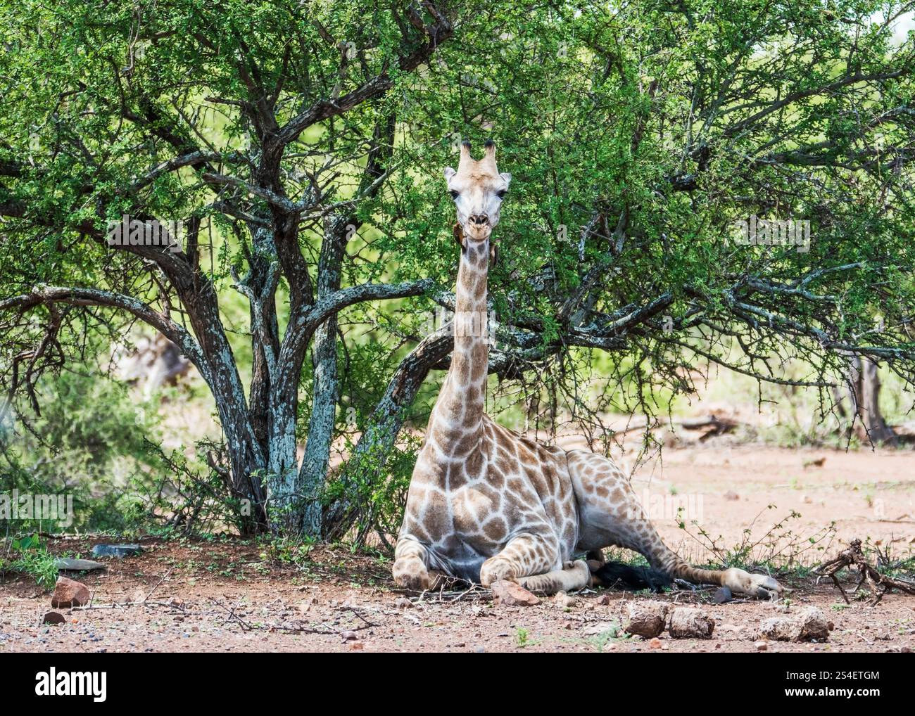 Zebra giraffe green park hi-res stock photography and images - Alamy