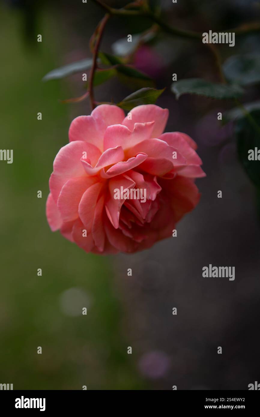 Single Orange Rose Stock Photo