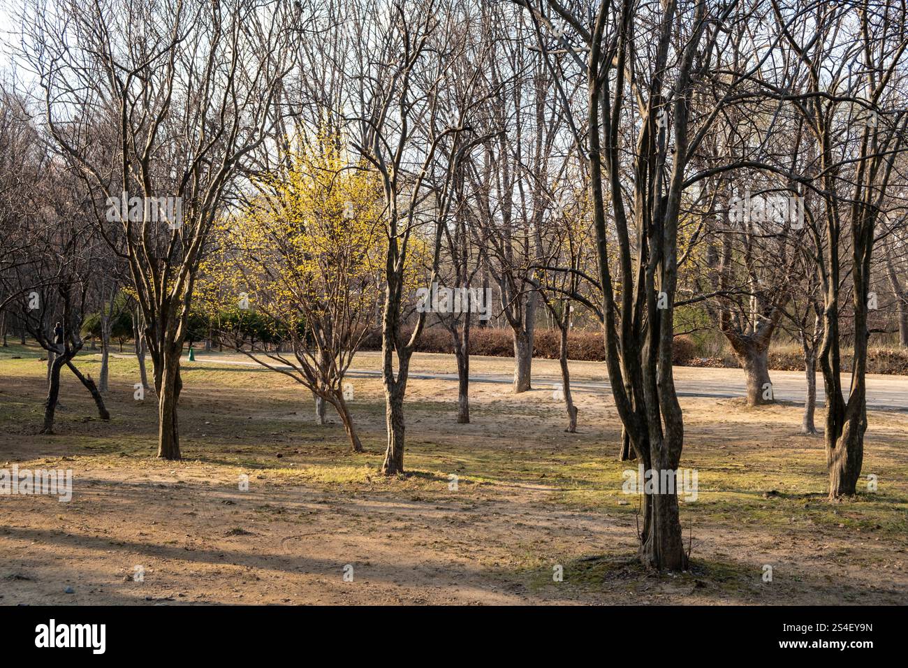 Tree and walkway at Seoul Children's Grand Park in Winter. South Korea ...