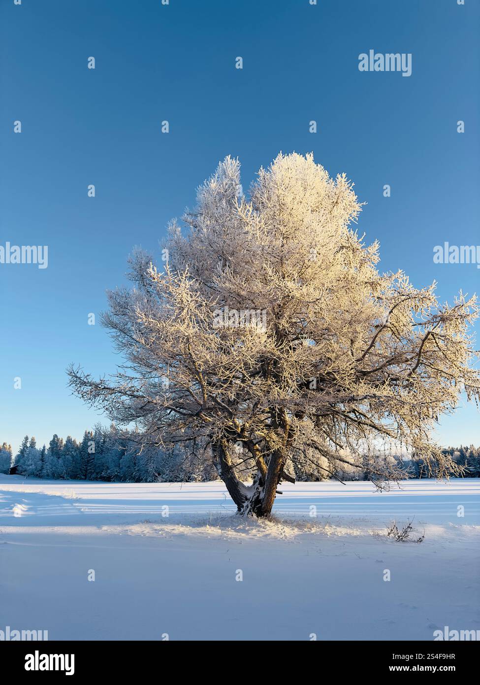 Winter landscape of north Sweden with a frosty tree - Smartphone Captured Stock Image