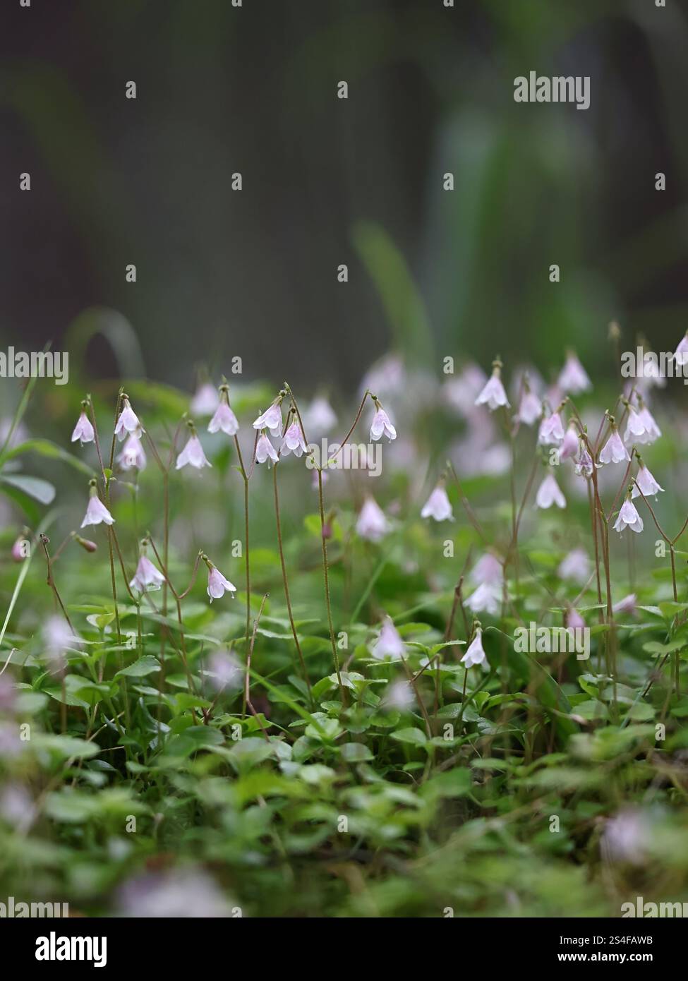 Twin flower, Linnaea borealis, also called twinflower, wild plant from Finland Stock Photo