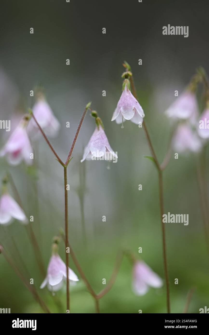 Twin flower, Linnaea borealis, also called twinflower, wild flowering plant from Finland Stock Photo
