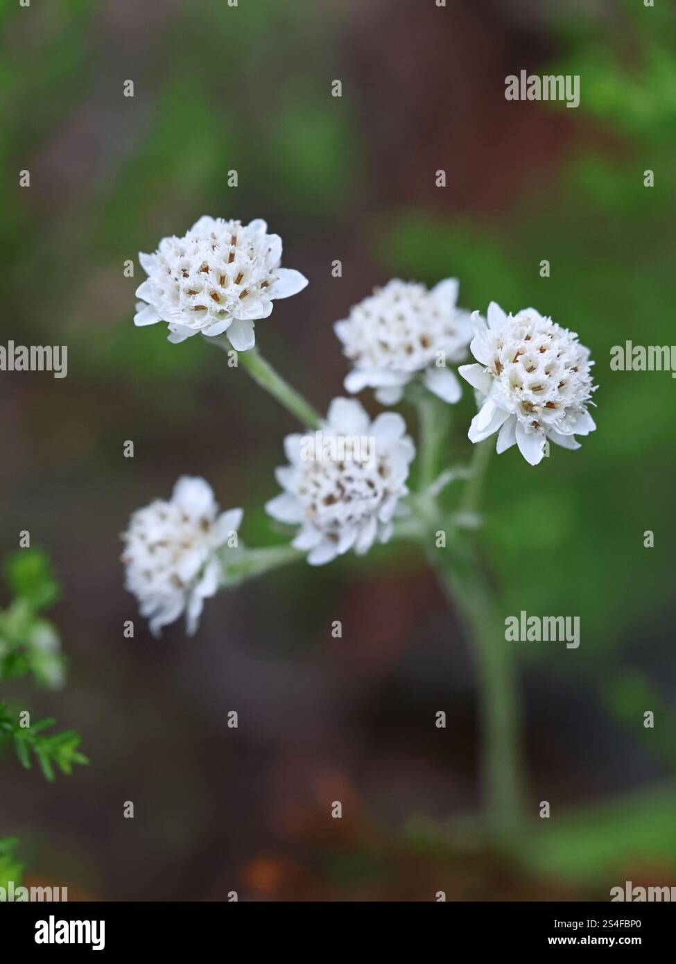 Mountain Everlasting, Antennaria dioica, also known as Catsfoot, Cat’s-foot or Cudweed, white male flowers Stock Photo