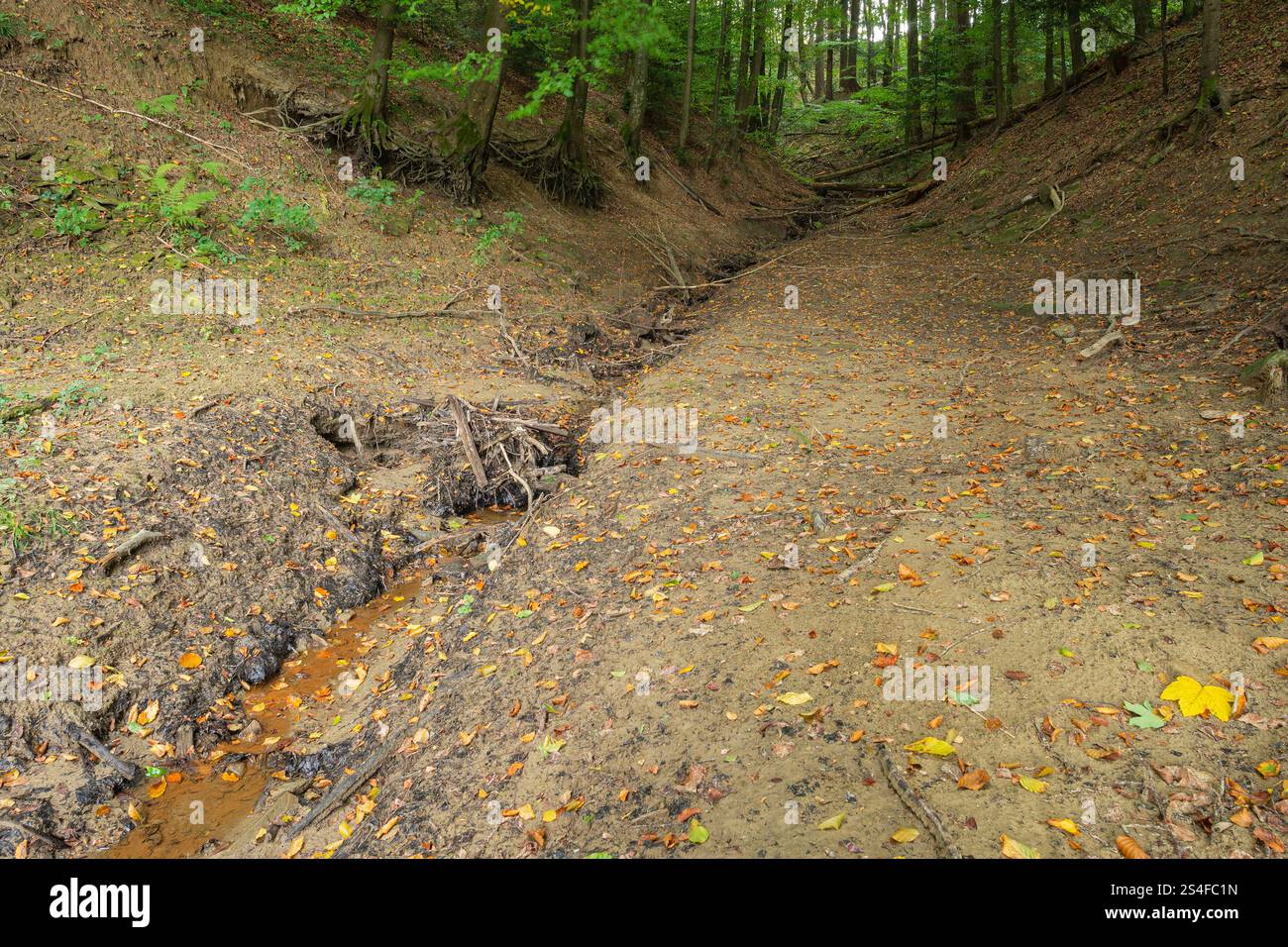 A small stream flows through a muddy forest ground Stock Photo