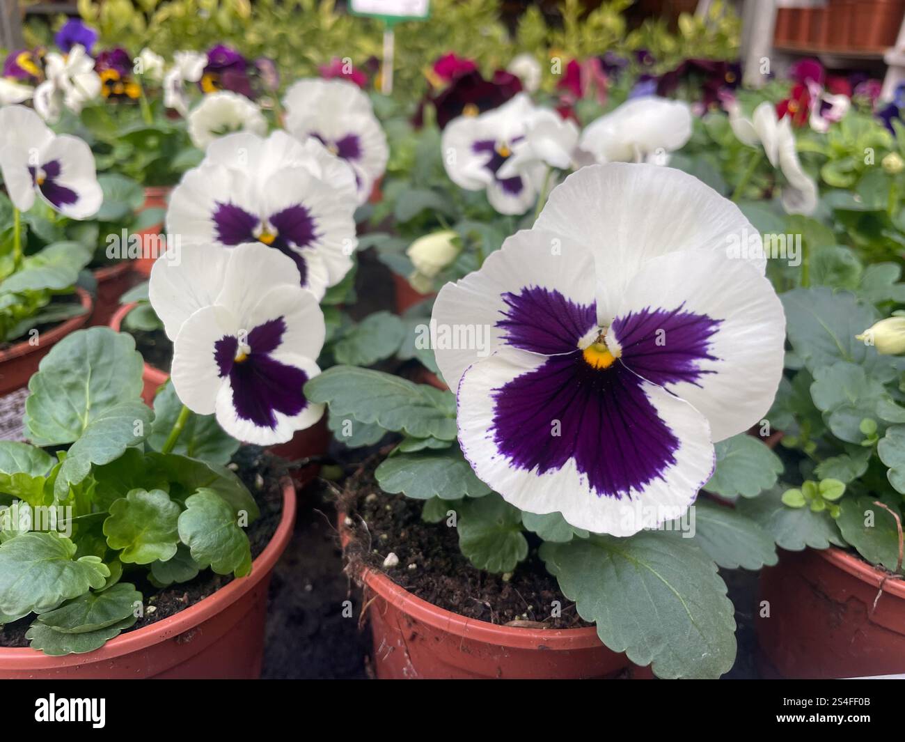 Close-up of vibrant white and purple pansy flowers in pots, with a blurred background of greenery, potted plants, Manresa, Catalonia, Spain - Smartphone Captured Stock Image