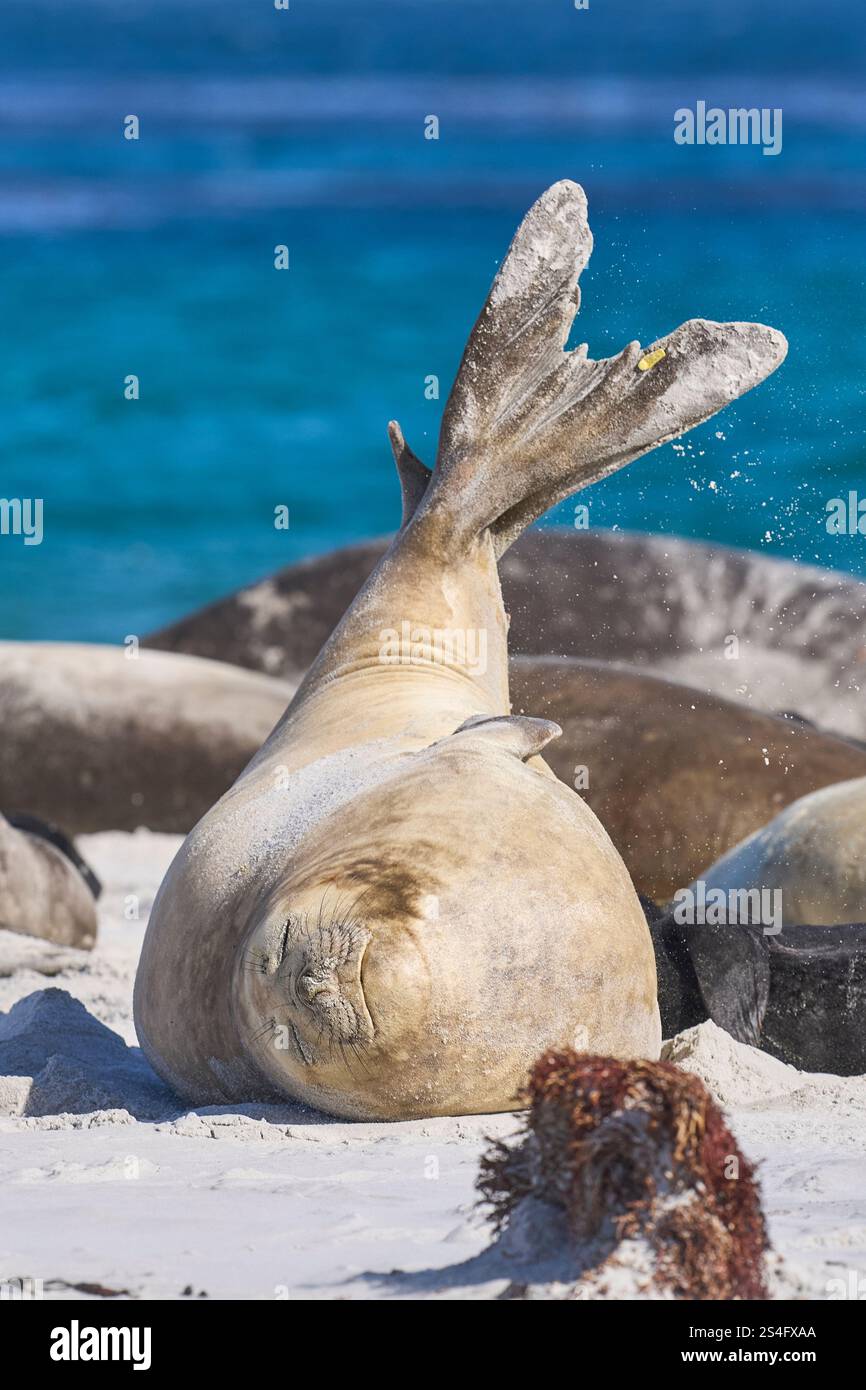 Female Southern Elephant Seal (Mirounga leonina) lying on a sandy beach ...