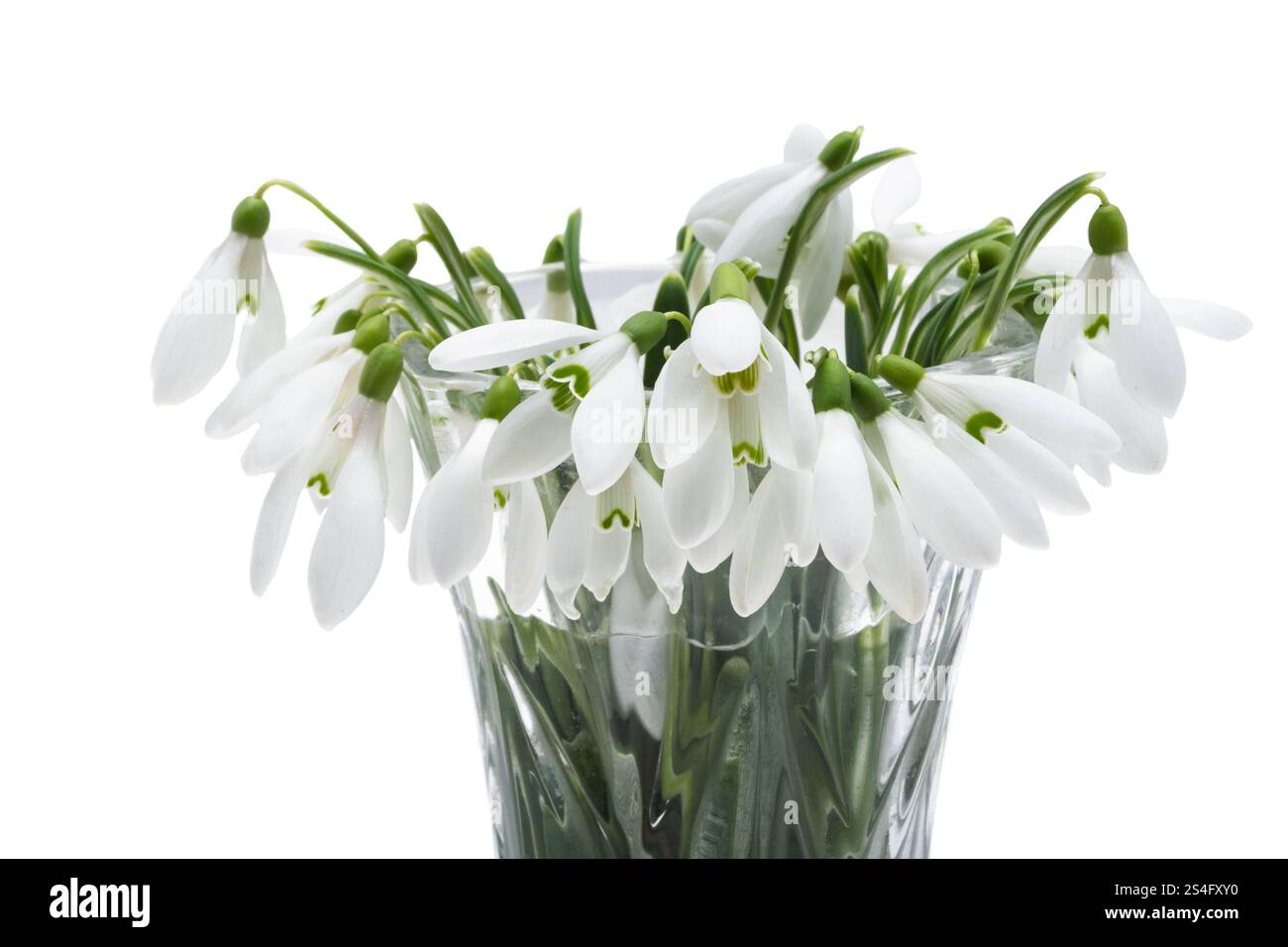 snowdrop isolated on white background Stock Photo