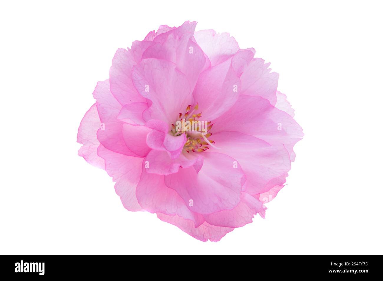 sakura flower isolated on white background Stock Photo - Alamy