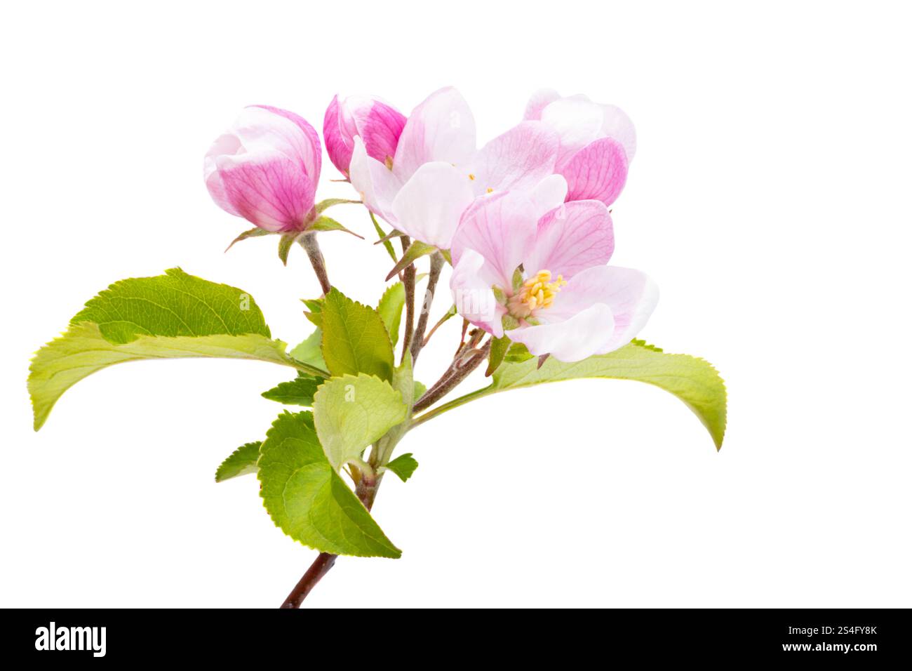 apple blossom isolated on white background Stock Photo - Alamy
