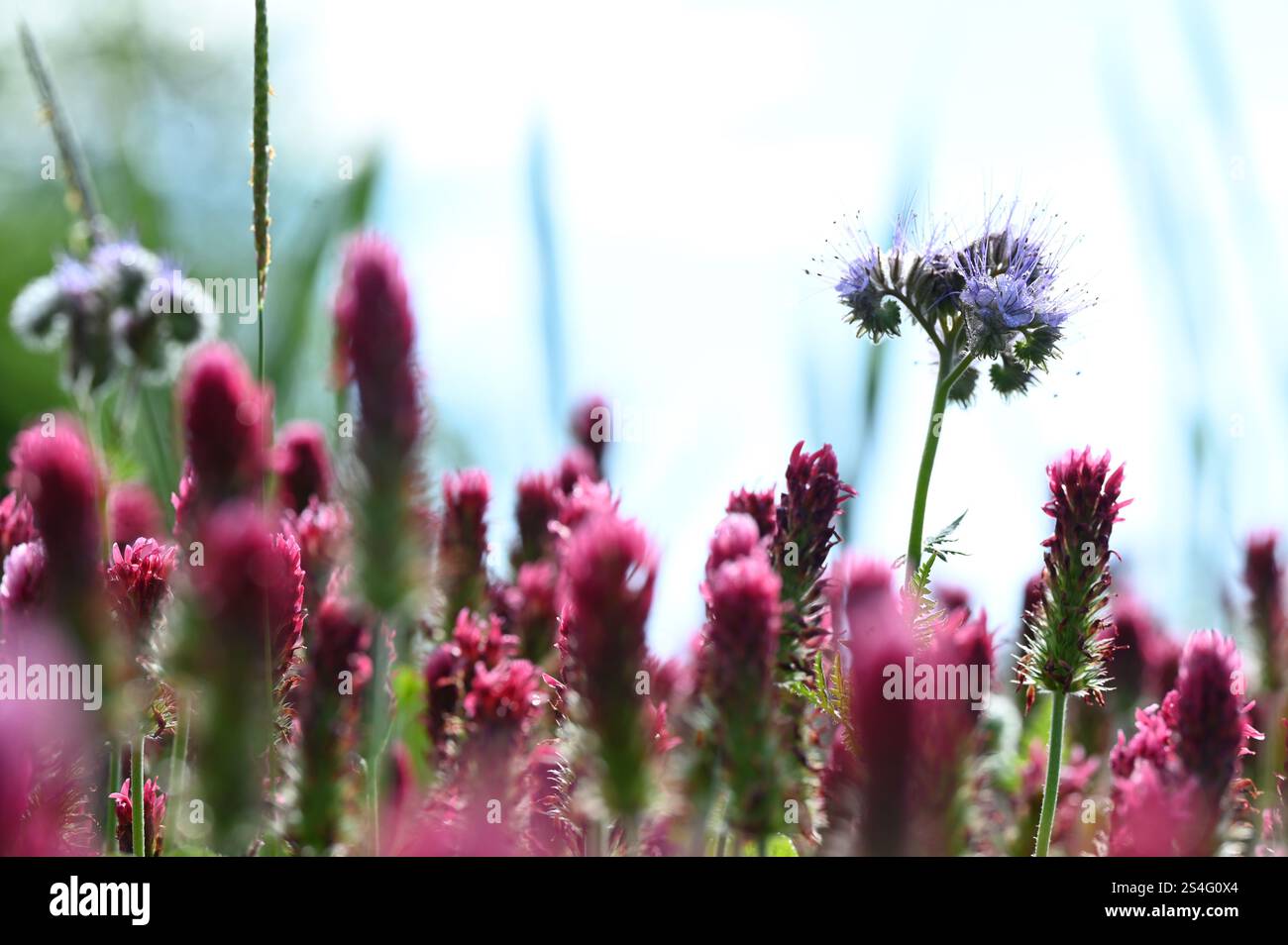 Flowering blossom red clover meadow is cultivated as a useful plant or fodder plant in agriculture for feeding or medicinal plant for women's ailments. Stock Photo