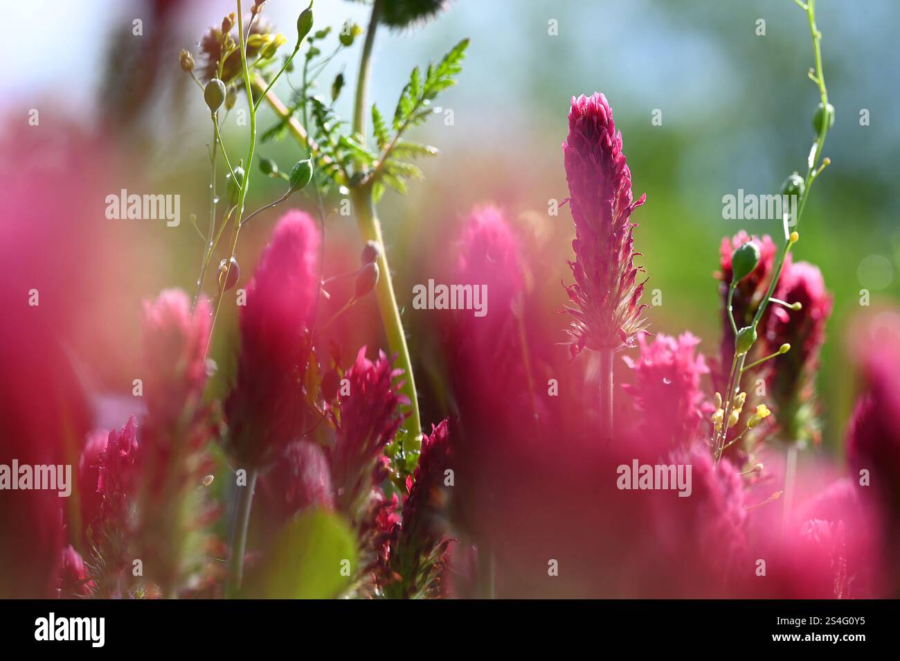 Flowering blossom red clover meadow is cultivated as a useful plant or fodder plant in agriculture for feeding or medicinal plant for women's ailments. Stock Photo