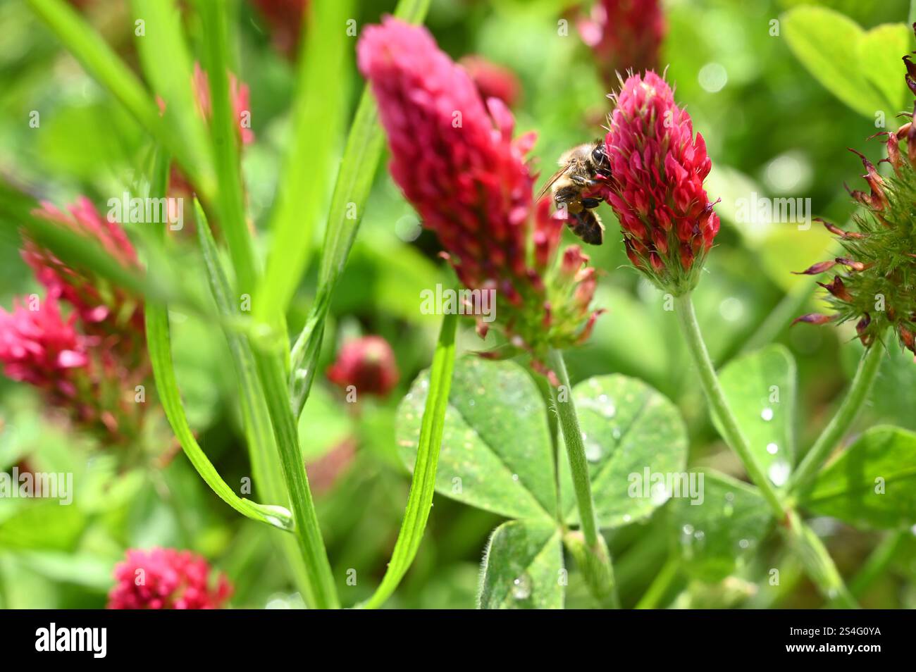 Flowering blossom red clover meadow is cultivated as a useful plant or fodder plant in agriculture for feeding or medicinal plant for women's ailments. Stock Photo