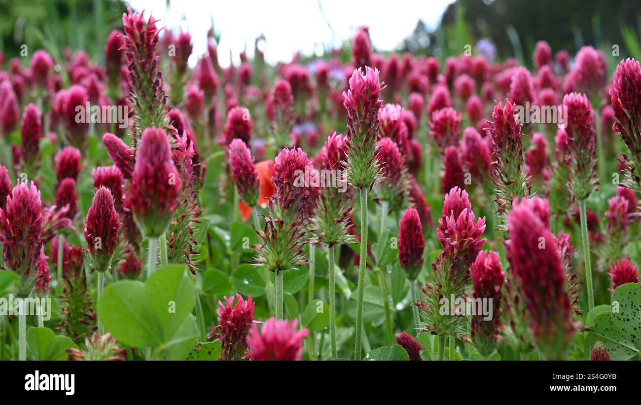 Flowering blossom red clover meadow is cultivated as a useful plant or fodder plant in agriculture for feeding or medicinal plant for women's ailments. Stock Photo