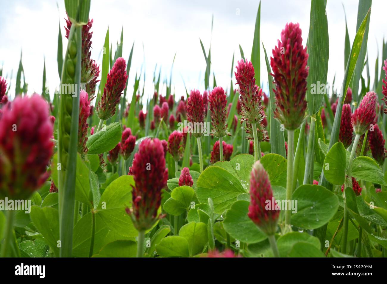 Flowering blossom red clover meadow is cultivated as a useful plant or fodder plant in agriculture for feeding or medicinal plant for women's ailments. Stock Photo