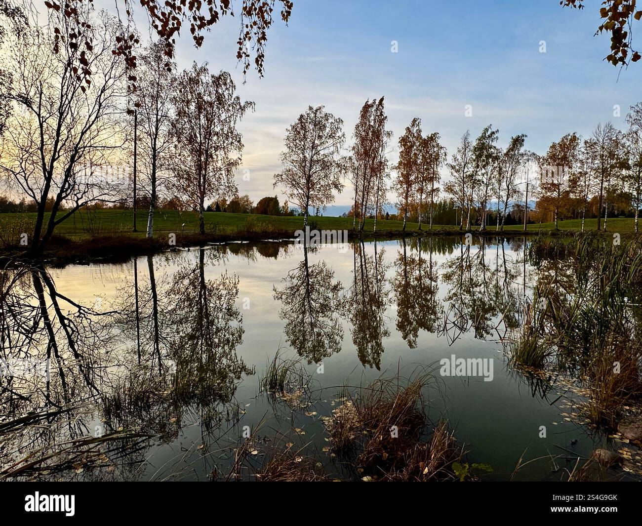 Golden autumn leaves illuminated by sunlight in a Finnish forest, capturing the warm hues of fall and the beauty of nature's intricate details - Smartphone Captured Stock Image