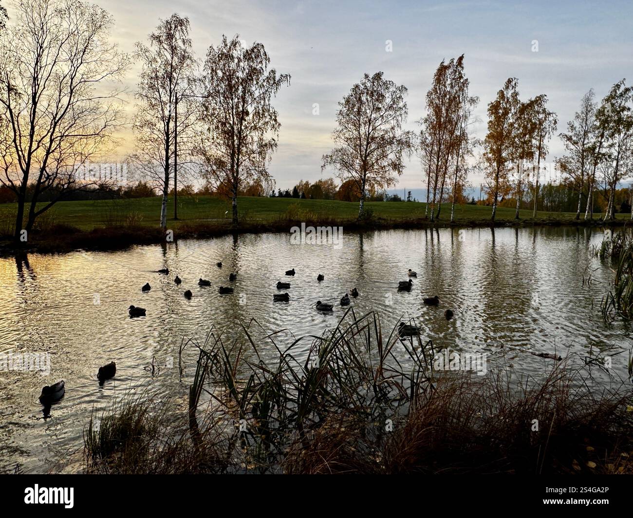 Tranquil reflection of birch trees in a calm pond with dark ducks silhoeuette during autumn in Finland, showcasing serene symmetry and seasonal beauty - Smartphone Captured Stock Image