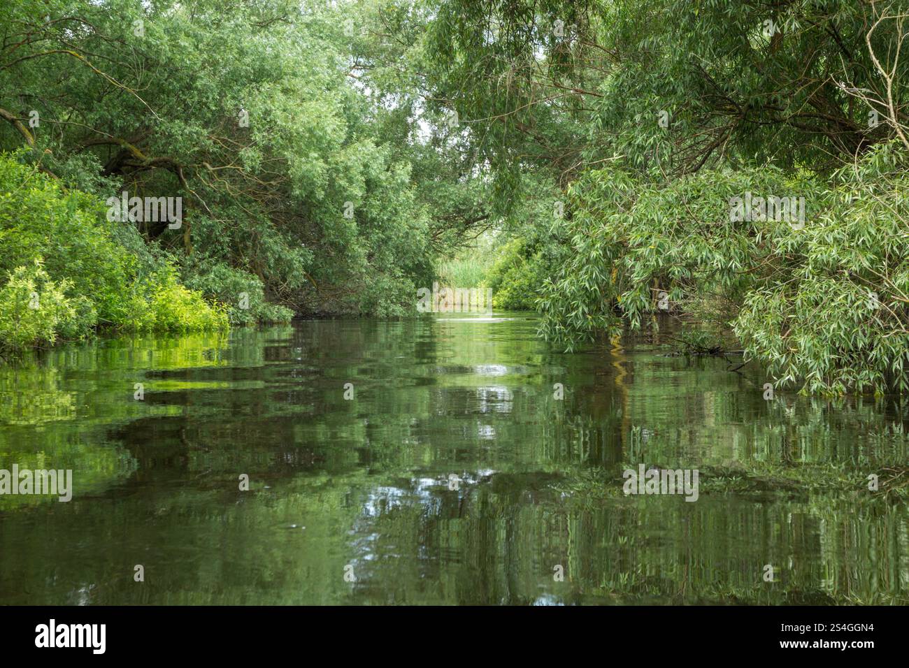 View along the Sulimanca channel between the River Danube and Lake Merhel close to the border between Romania and Ukraine - Stock Image