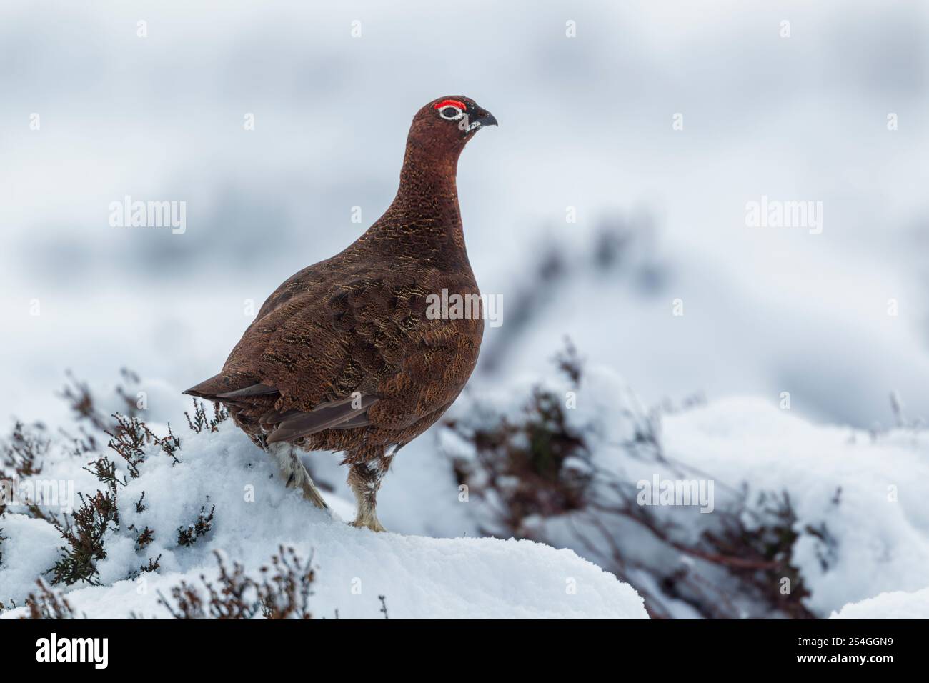 Male red grouse (Lagopus lagopus scotica) adult standing on snow covered heather in North York Moors national park - Stock Image
