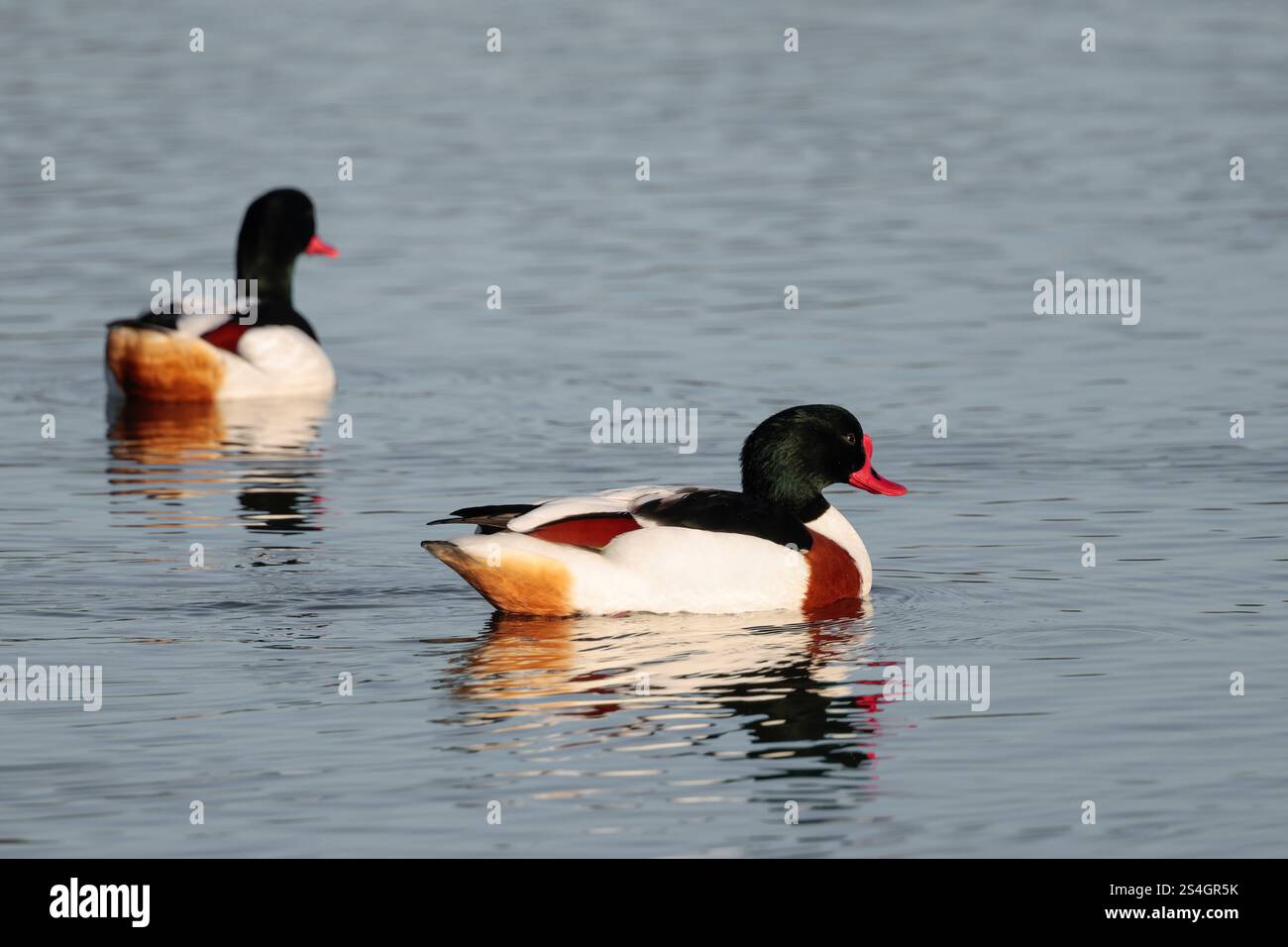 Shelduck Tadorna x2 large goose sized duck white with orange chest band black on wings bright red bill dark glossy green head and upper neck winter UK Stock Photo