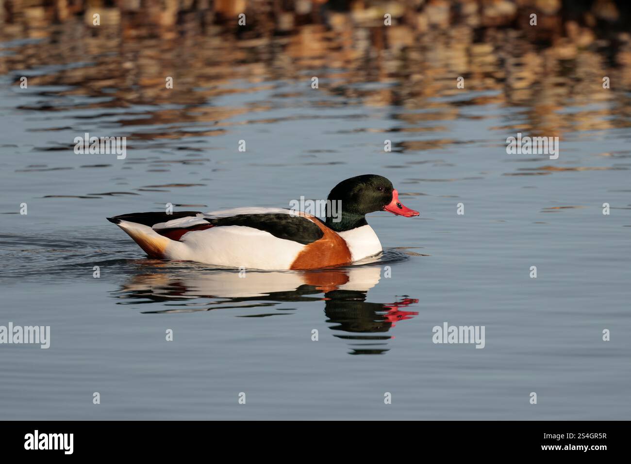 Shelduck Tadorna x2 large goose sized duck white with orange chest band black on wings bright red bill dark glossy green head and upper neck winter UK Stock Photo