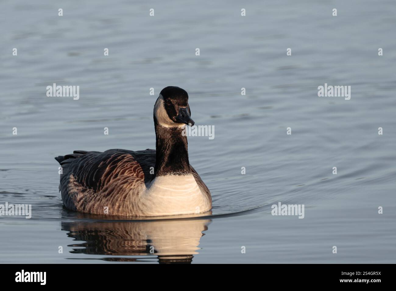 Canada goose Branta canadensis, large goose black head and neck white cheeks and stern grey brown body pale chest winter plumage black bill on lake Stock Photo