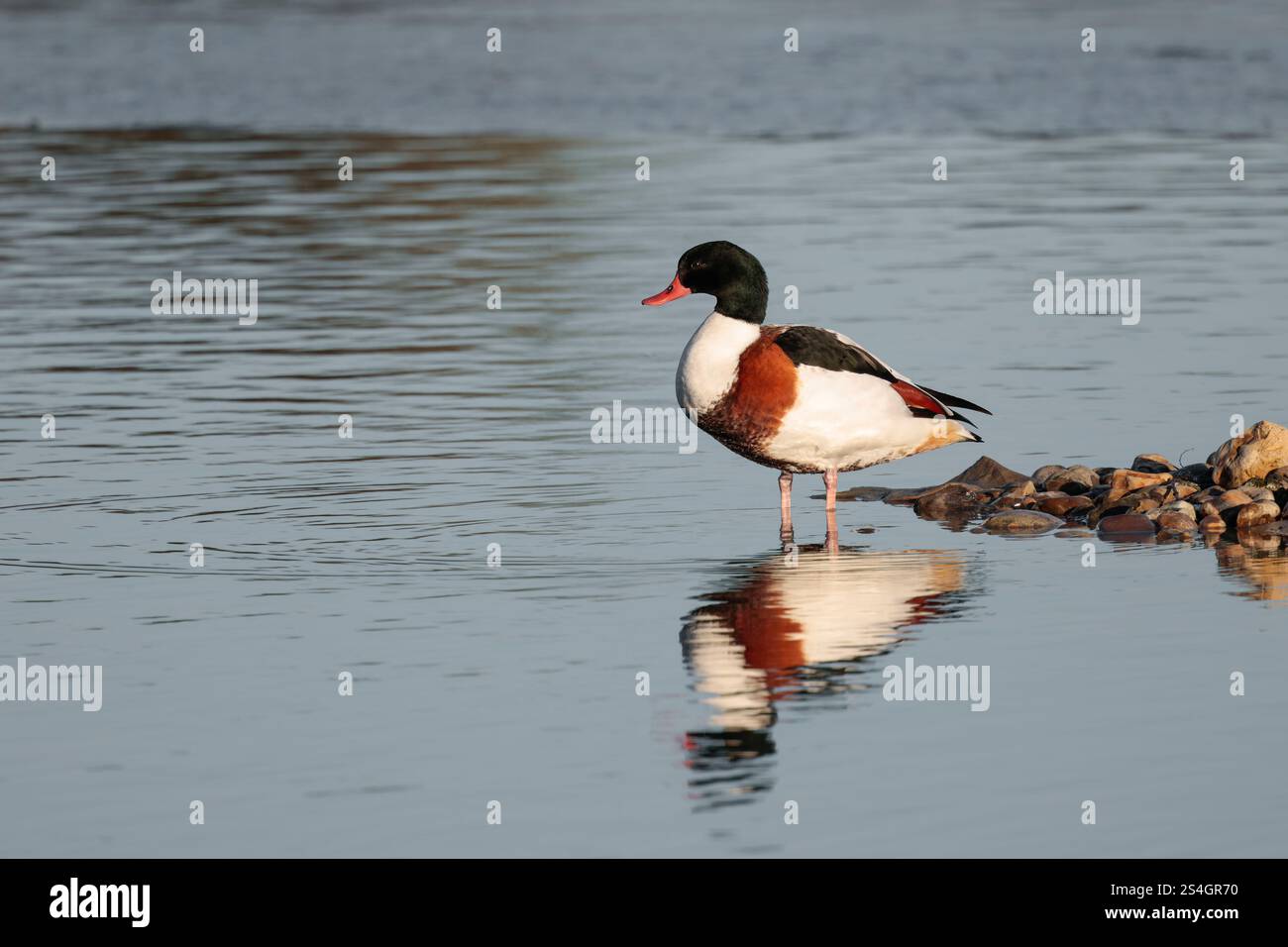 Shelduck Tadorna x2 large goose sized duck white with orange chest band black on wings bright red bill dark glossy green head and upper neck winter UK Stock Photo