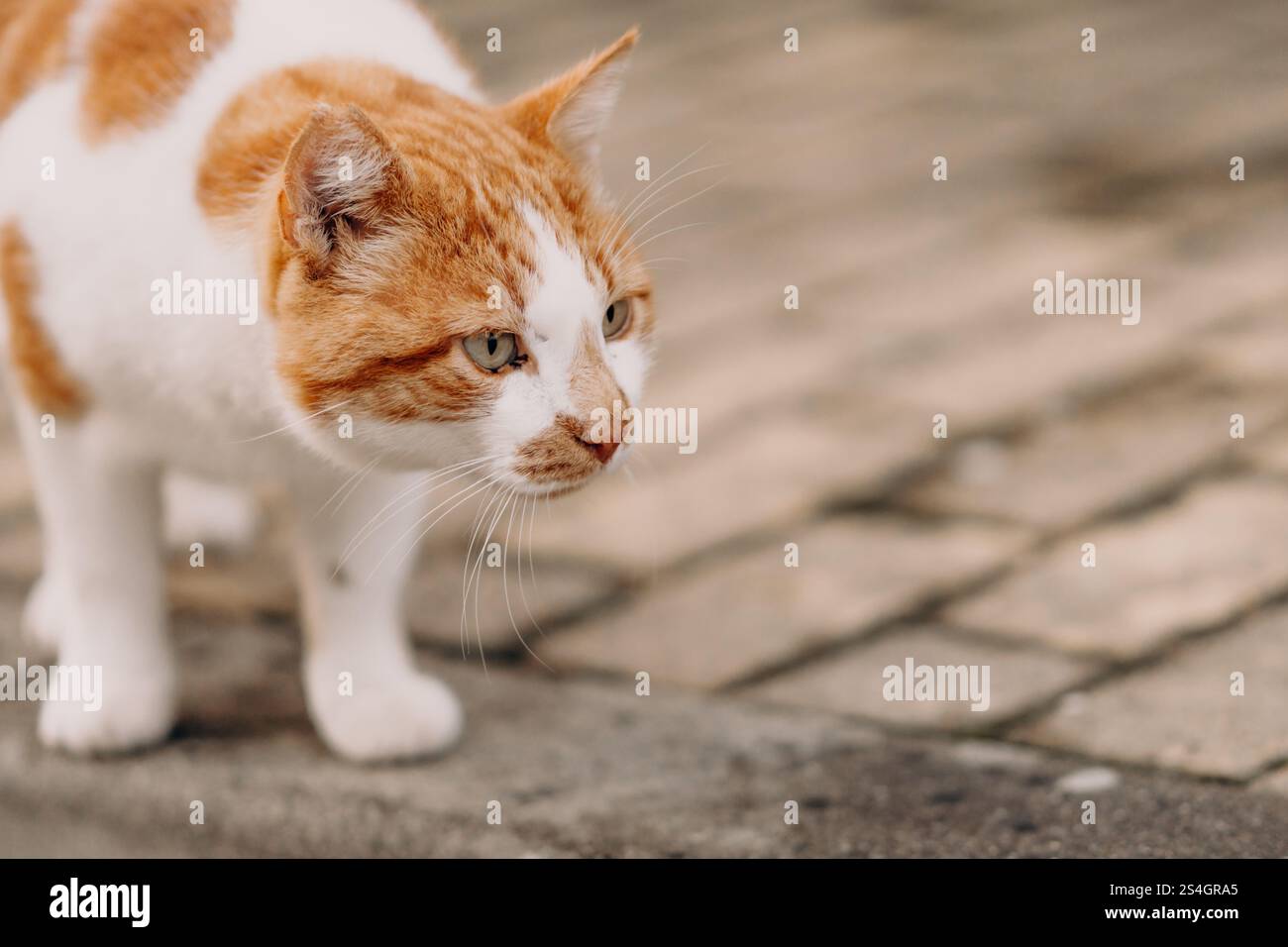 Ginger white cat on a paved surface Stock Photo - Alamy