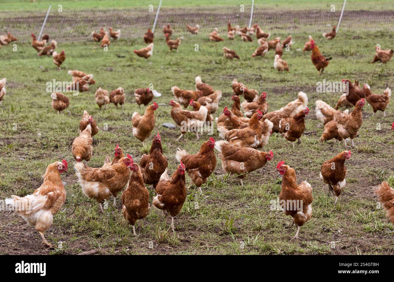 Protected Free Range Organic Chickens  'Gallus domesticus', Rhode Island Reds, egg production, Del Norte County, California. Stock Photo