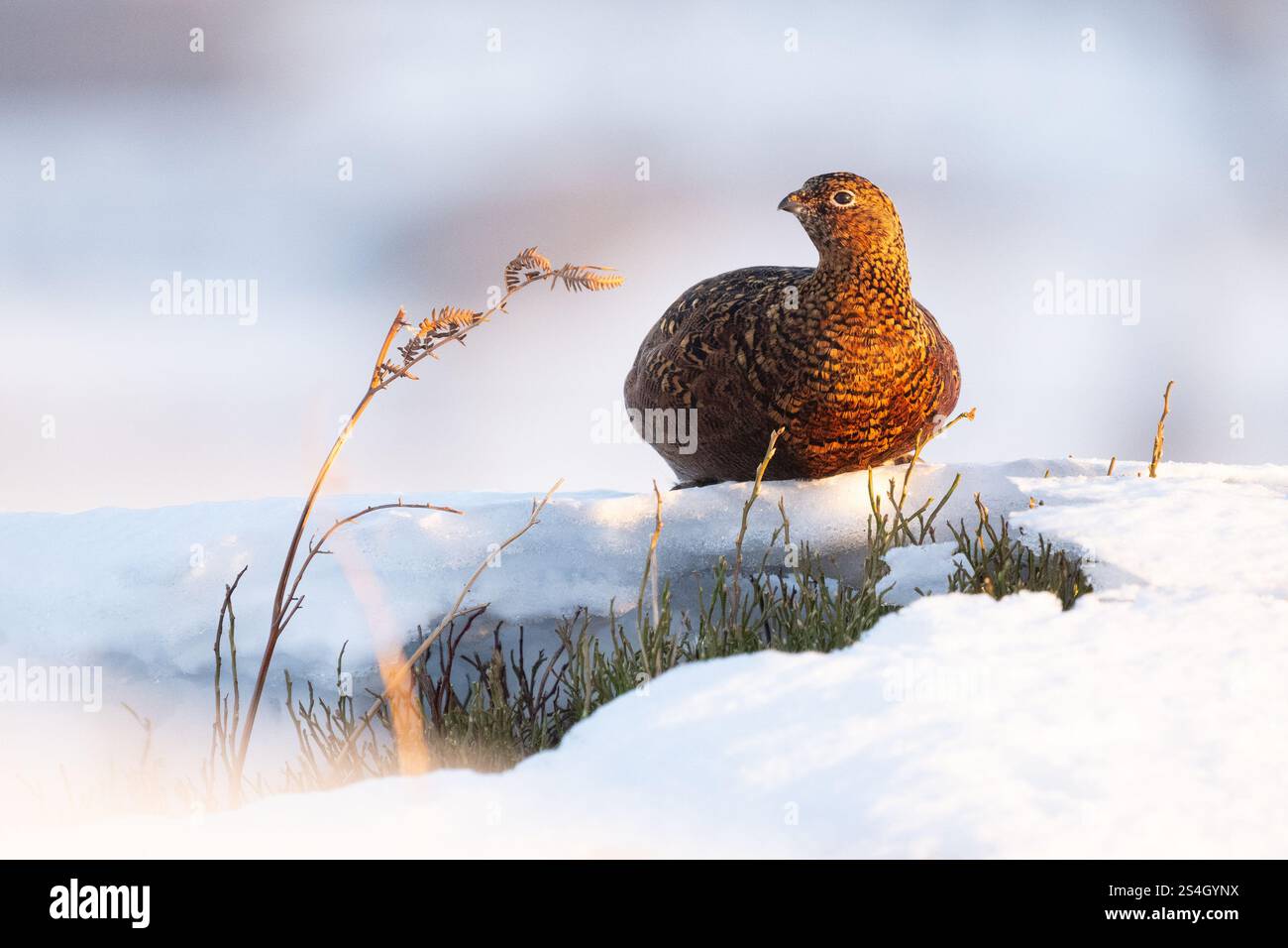 Red grouse female (lagopus scotica) in snow next to patch of green vegetation on Burley Moor at sunrise, Yorkshire, England, UK Stock Photo