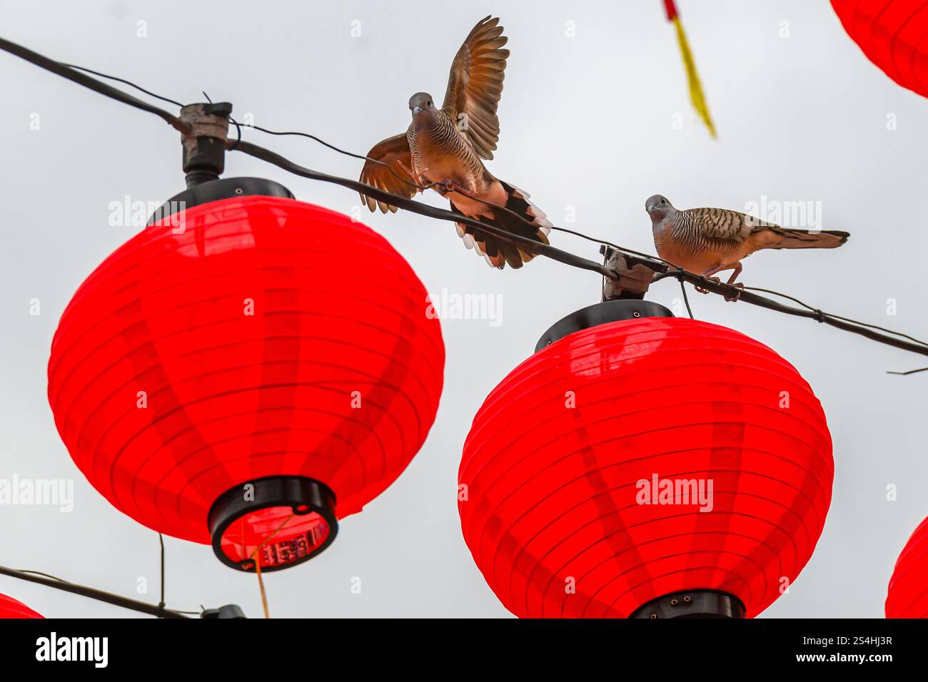 Pigeons sit on the red lantern decorations in Thean Hou Temple ahead of