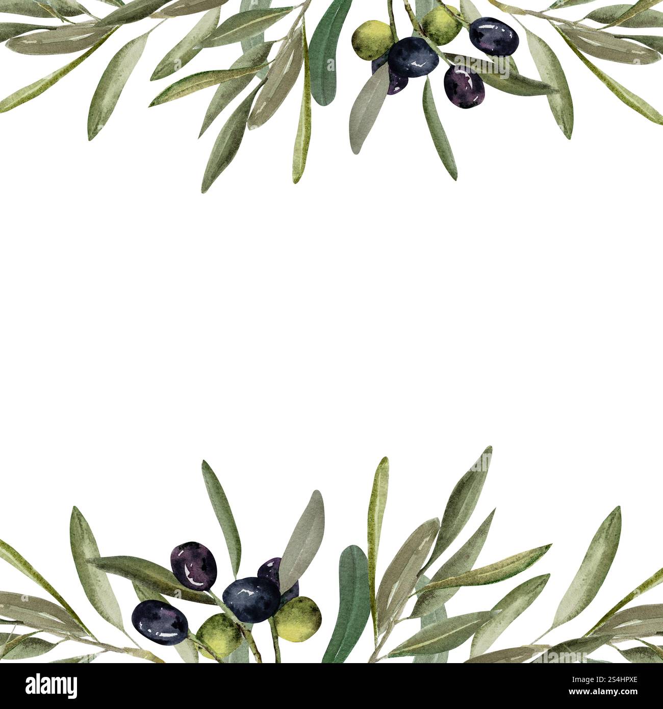 Olive branch with green and black olive berries watercolor illustration ...