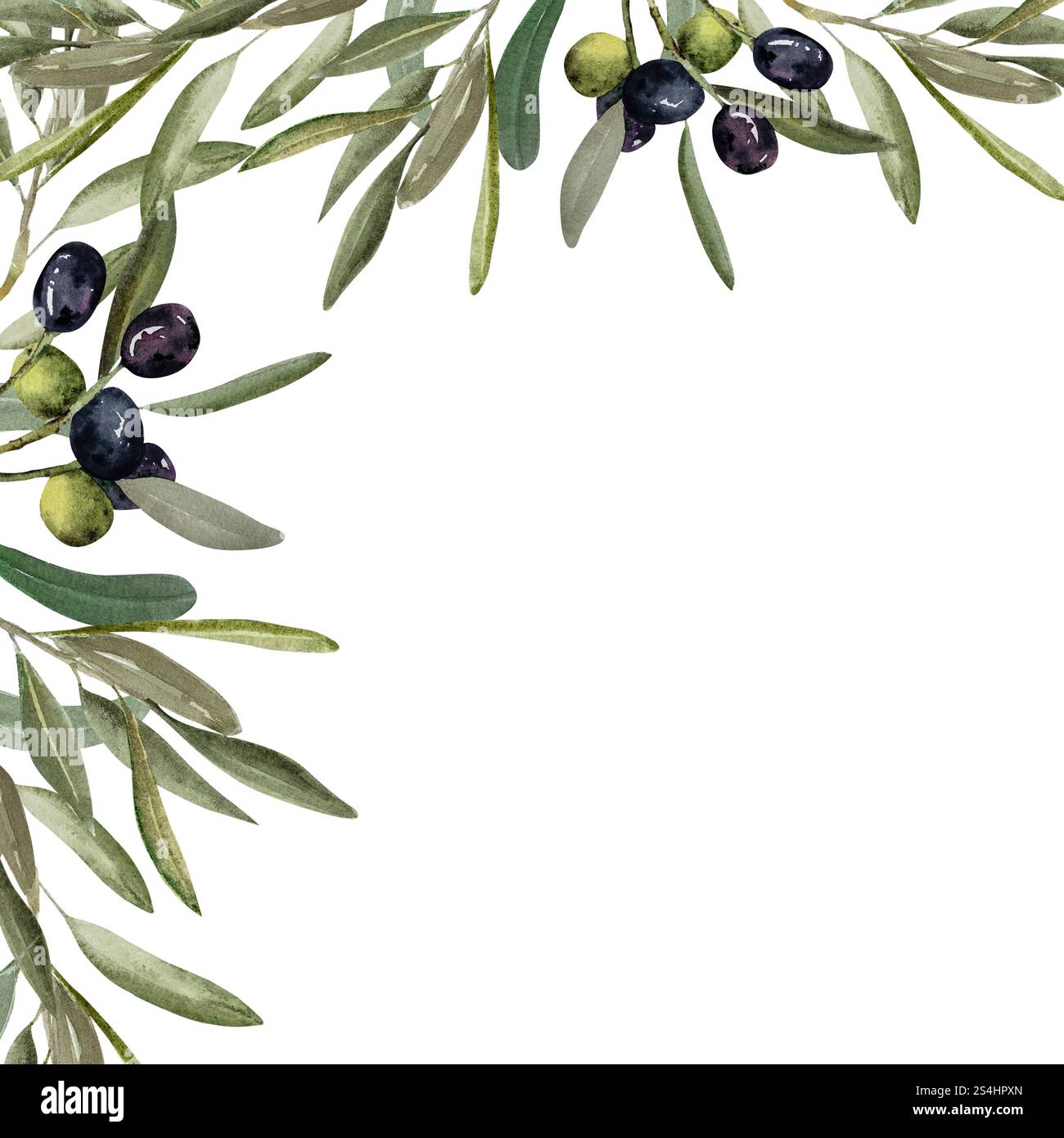 Olive branch with green and black olive berries watercolor illustration ...