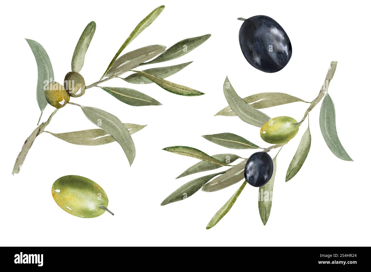Watercolor illustration of olive branch with olives, with ripe and ...