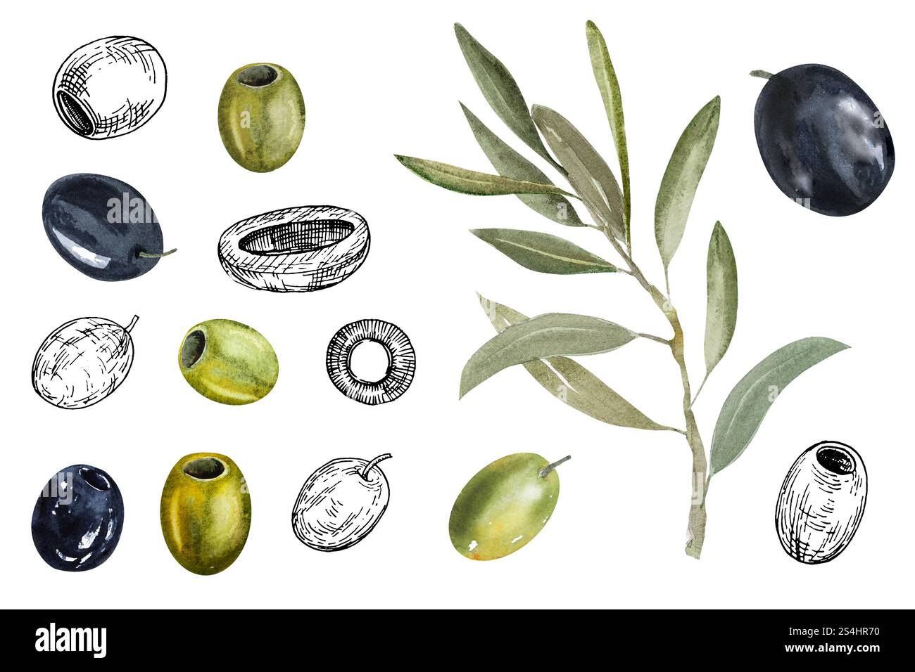 Watercolor illustration of olive branch with olives, with ripe and ...