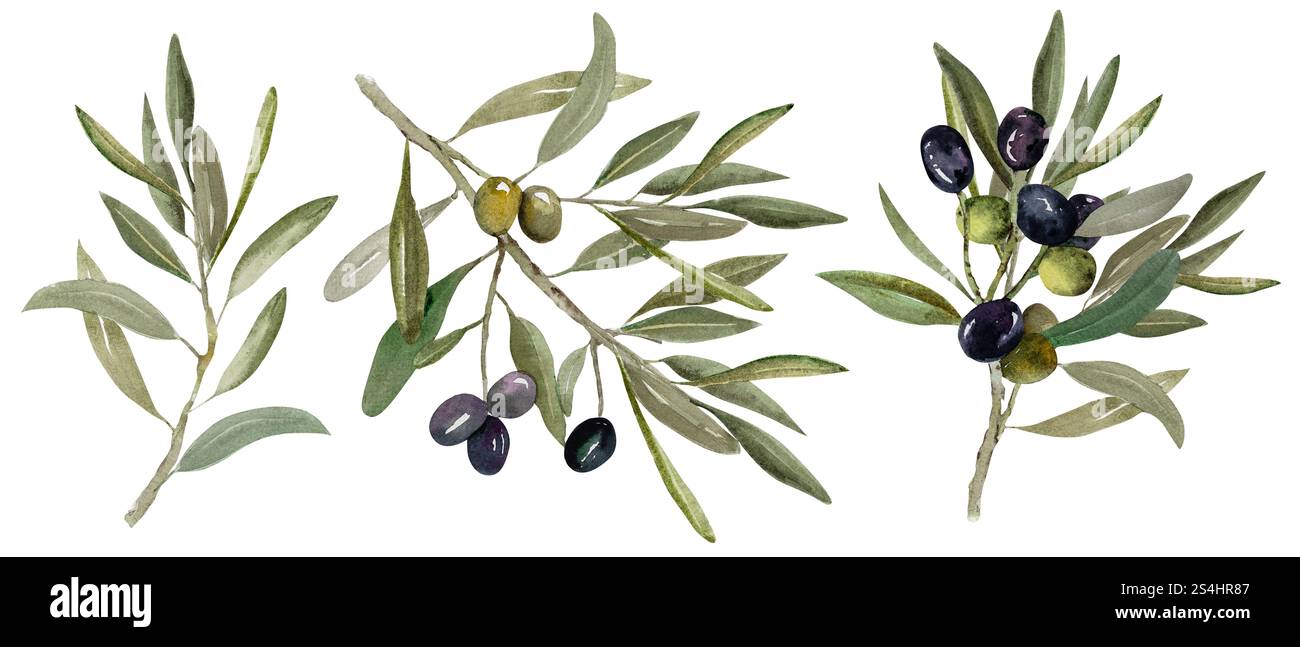 Watercolor illustration of olive branch with olives, with ripe and ...