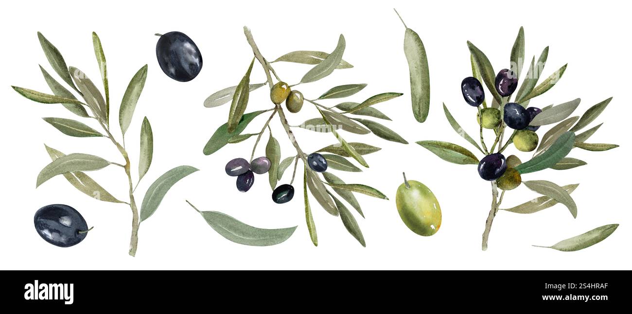 Watercolor illustration of olive branch with olives, with ripe and ...