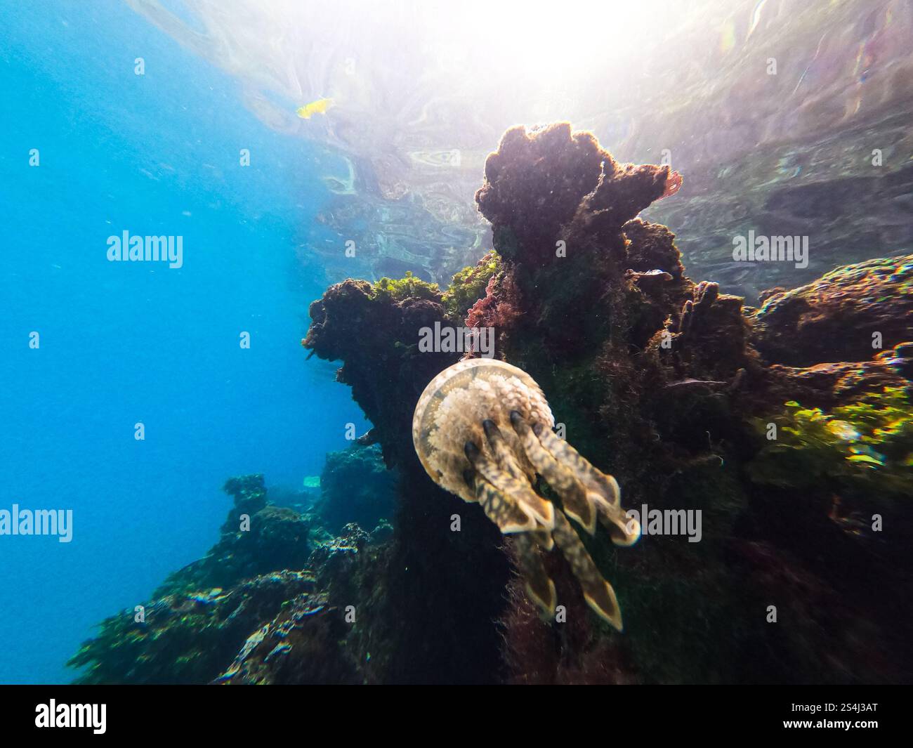 Jellyfish swimming near a vibrant coral reef in clear tropical waters ...