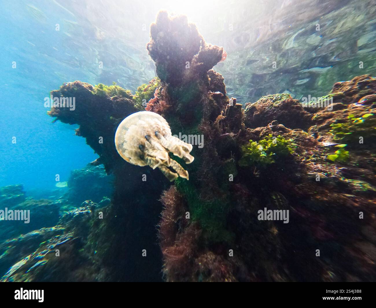 Jellyfish swimming near a vibrant coral reef in clear tropical waters ...