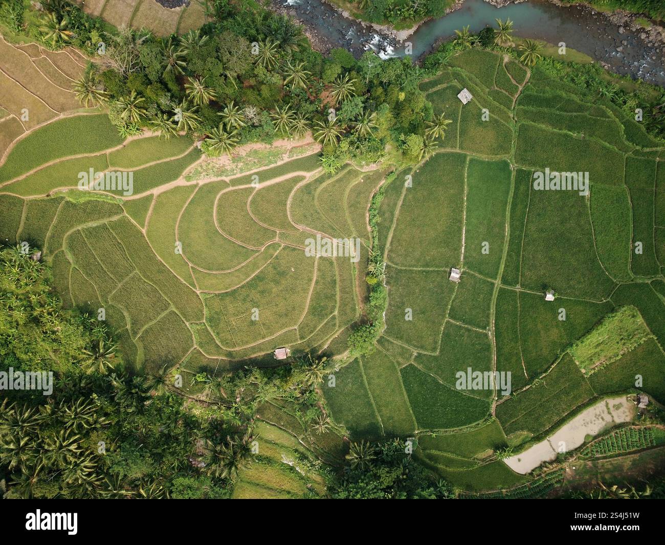 Drone photo of the rice fields in ASIA Stock Photo - Alamy
