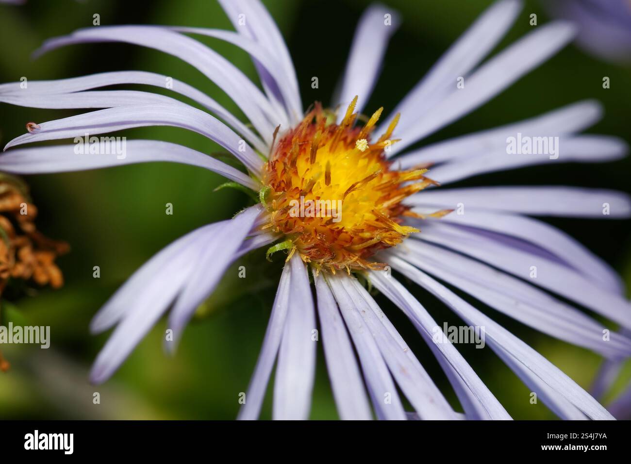 Close up of an Aster in bloom Stock Photo
