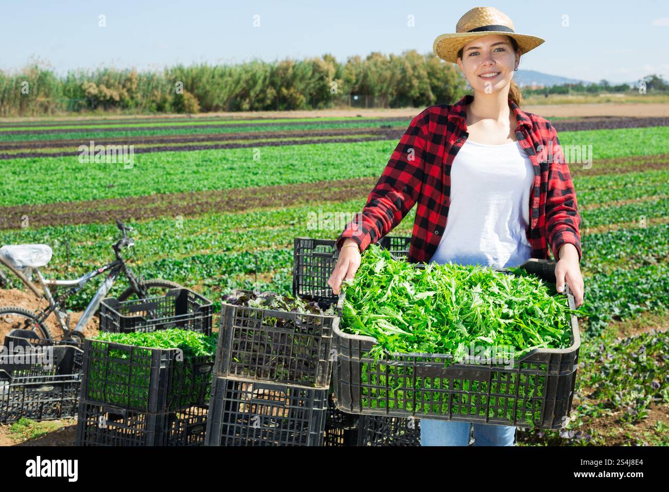 Young woman farmer holding crate with harvest of arugula Stock Photo ...
