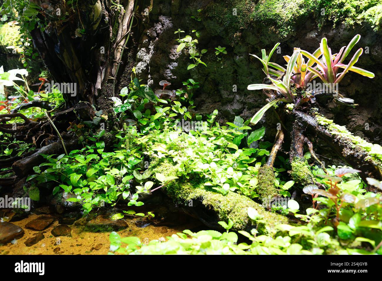 SINGAPORE - AUGUST 25, 2024: a tropical rainforest vivarium in