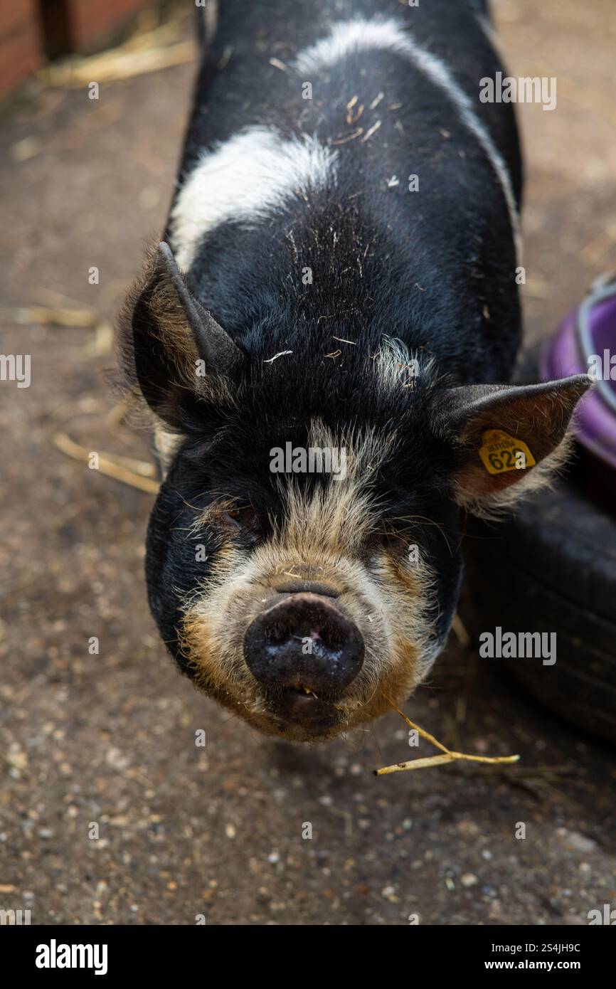 Cute Pig in its Sty Stock Photo