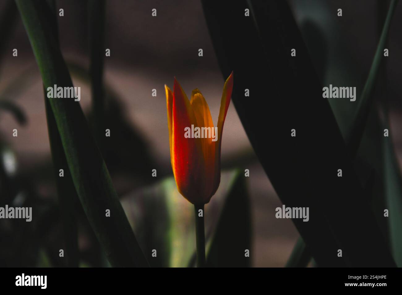 A single orange tulip illuminated in the shadows, embodying the perfect ...