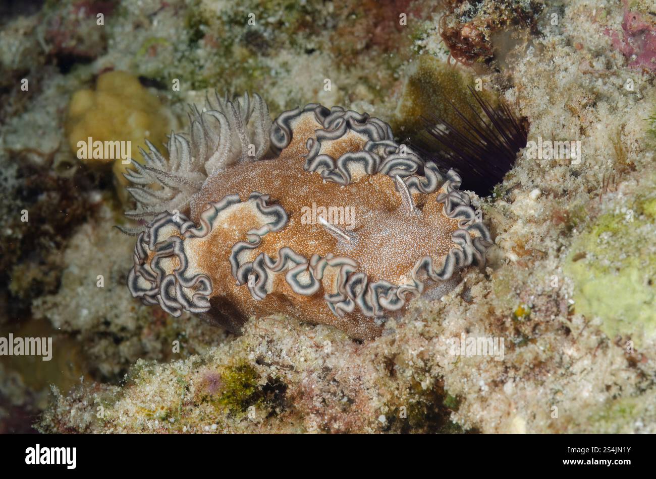 Hikueru Glossodoris, Glossodoris hikuerensis, Chromodorididae,Racha Yoi ...