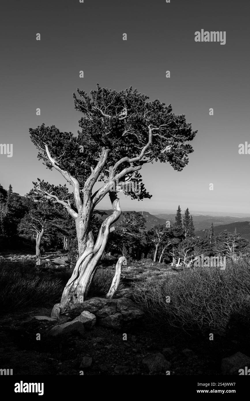 Monochrome Landscape With Twisted Tree in a Mountainous Wilderness Stock Photo