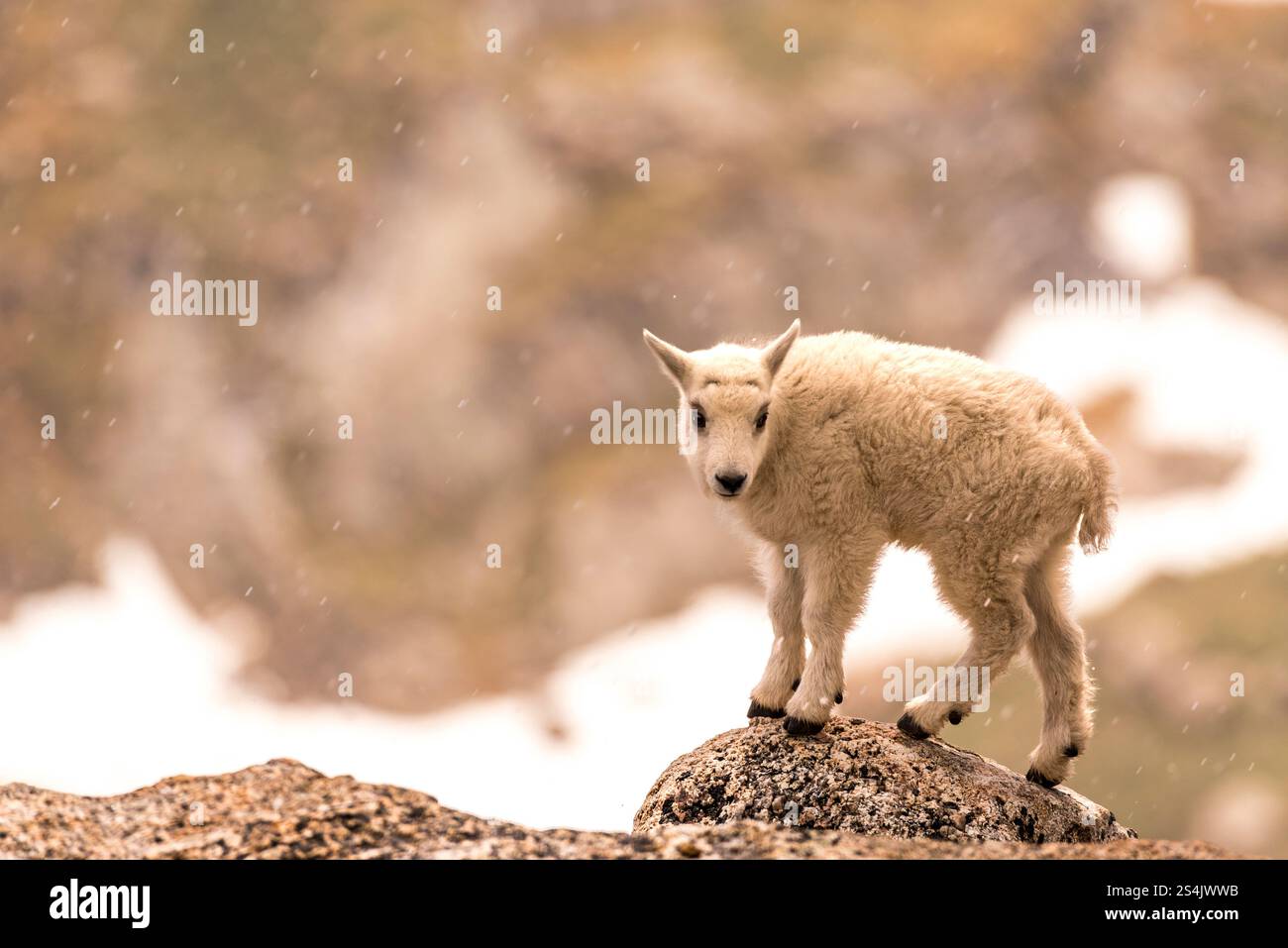 Mountain Goat Kid Standing on a Rock During blowing snow Stock Photo ...